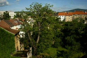 IMG_6788.jpg