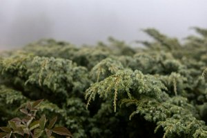 IMG_7361.jpg