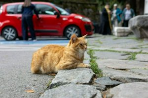 IMG_6784.jpg