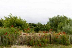 IMG_9560.jpg