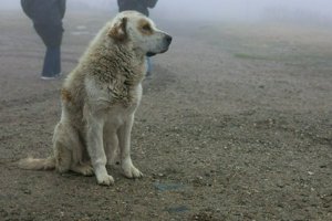 IMG_7451.jpg