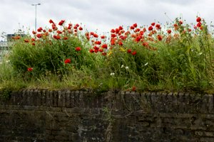 IMG_8977.jpg